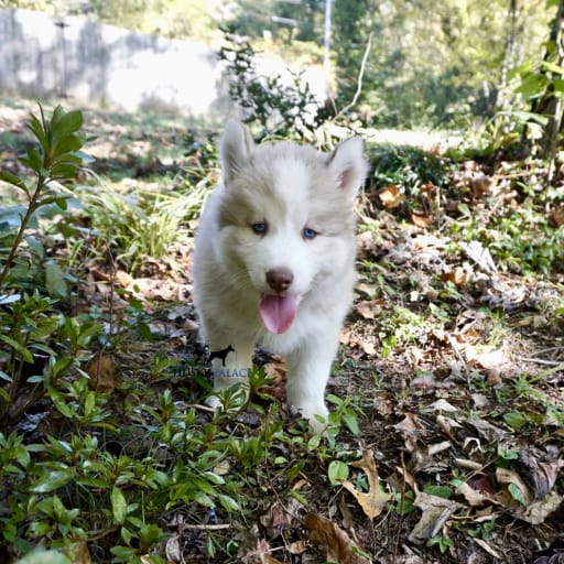 AKC Michael Cordero 5